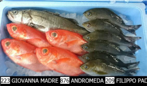 e-Fish display prodotto
